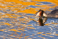 fuut (Podiceps cristatus) 4-2017 7563